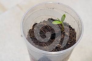 Dicotyledon seedlings growing photo