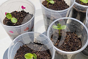 Dicotyledon seedlings growing