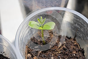 Dicotyledon seedlings growing