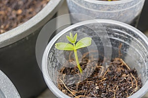 Dicotyledon seedlings growing