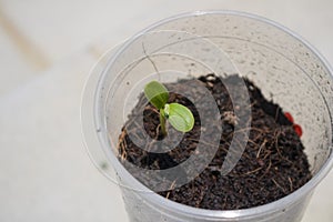 Dicotyledon seedlings growing