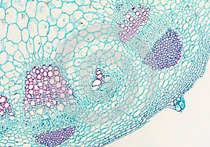Dicotyledon stem - microscopic view photo