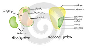 Dicotyledon vs monocotyledon photo