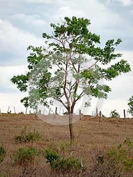 Dicotyledonous angiosperm tree