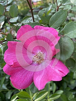 Dicotyledons Pink rose flowers. Free photography.