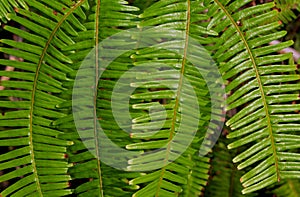 False Staghorn fern, dicranopteris linearis photo