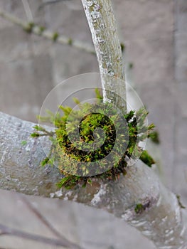 Dicranum scoparium Mood Cap Moss On Tree Winter