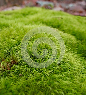 Dicranum scoparium Under the Trees