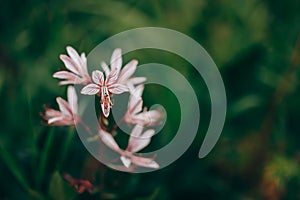 Dictamnus albus - bush of Moses, the burning bush. selected focus, pink flower nature