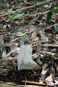 Dictyophora indusiata (Pers.) Fisch