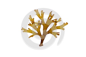 Dictyota dichotoma or forked ribbon seaweed isolated on white. Transparent png additional format