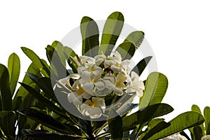 Dicut of plumeria flower