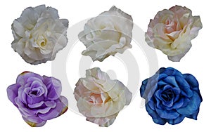 dicut six colorful rose flowers on white background, nature, valentine, decor, love, object, fashion