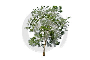 Dicut of the tree isolate on white background