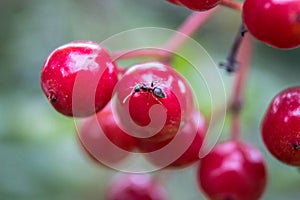 Formica sul frutti di bosco 