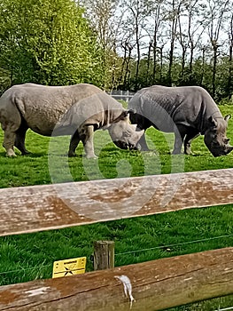 Did somebody ask for pretty rhinos?? photo