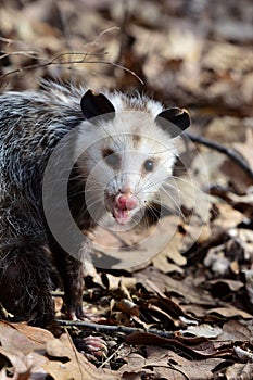 Didelphis virginiana