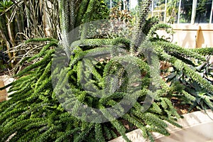 Didierea Trollii Plant
