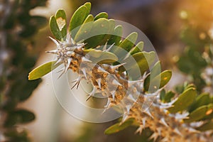 Didierea trollii. The plant is a southwestern habitat of Madagascar.