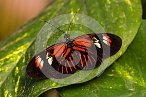 Dido longwing butterfly