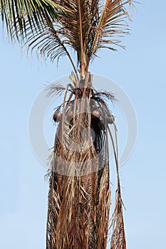 Die Coconut Tree