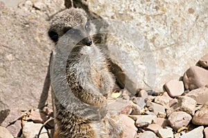 ErdmÃ¤nnchen in einen Park