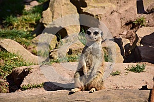 ErdmÃ¤nnchen in einen Park
