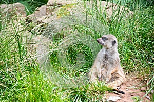 ErdmÃ¤nnchen in einen Park