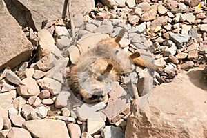 ErdmÃ¤nnchen in einen Park