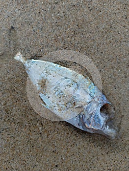 Die fish in the beach