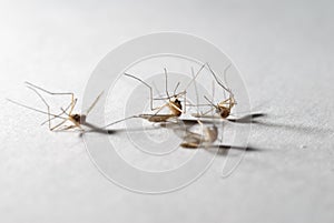Die mosquitoes photo