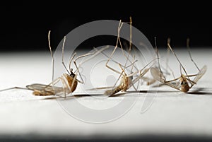 Die mosquitoes