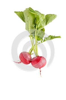 Two fresh radishes with leaves.