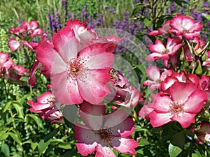 Die Rose Strauchrose Pretty Kiss Rosa `Pretty Kiss`, Mainau - Constance, Germany or Konstanz, Deutschland