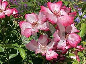 Die Rose Strauchrose Pretty Kiss Rosa `Pretty Kiss`, Mainau - Constance, Germany or Konstanz, Deutschland