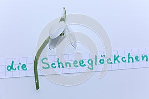 Die SchneeglÃÂ¶ckchen word in German for Snowdrops in English