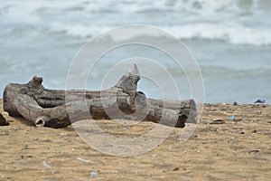 Die Tree in a beach