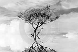 Die tree in the water