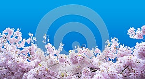 Diecut on blue backgroung for Sakura Cherry blossom flower