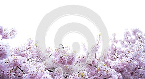 Diecut on blue backgroung for Sakura Cherry blossom flower photo