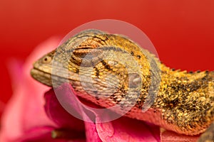 Died Oriental garden lizard