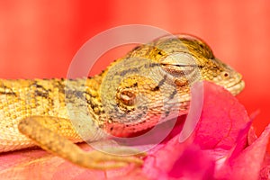 Died Oriental garden lizard