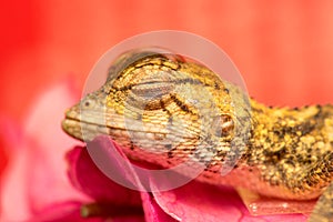 Died Oriental garden lizard