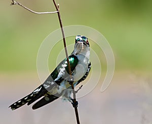 Diederick cuckoo gripping twig