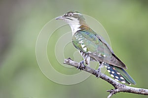 Diederick cuckoo sitting on branch with green background in the