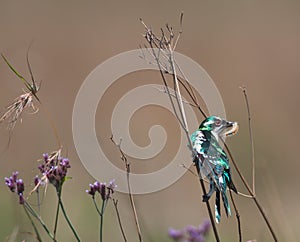 Diederick cuckoo in veldt