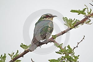Diederik cuckoo on branch