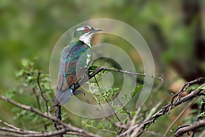 The Diederik cuckoo Chrysococcyx caprius, formerly dideric cuckoo or didric cuckoo sitting in the bush