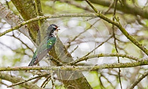 The diederik cuckoo (Chrysococcyx caprius) is a smallish cuckoo at 18 to 20 cm.