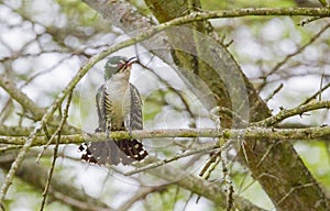 The diederik cuckoo (Chrysococcyx caprius) is a smallish cuckoo at 18 to 20 cm.